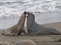 2008Elephant_Seals_23